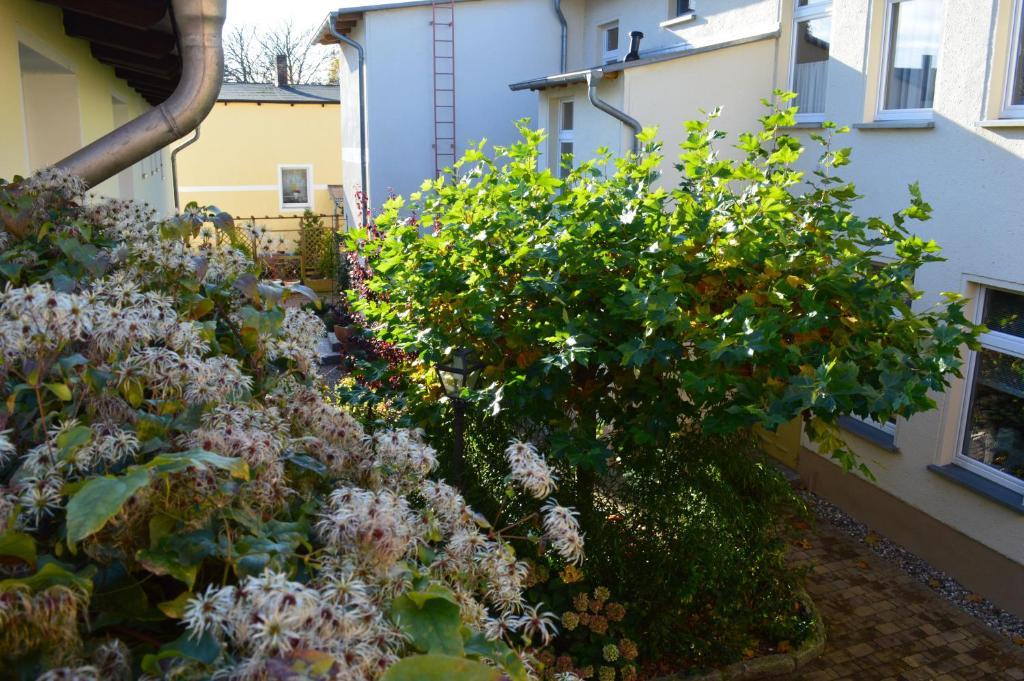 奥斯特西巴德钦诺维茨 Gaestehaus Grothe酒店 客房 照片